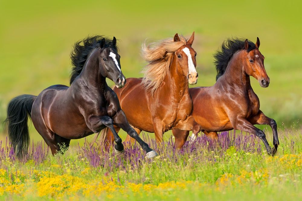 Horses,Run,Gallop,In,Flower,Meadow