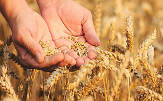 hands holding wheat grain